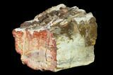 Wide Petrified Wood (Araucaria) Limb - Madagascar #167229-1